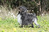PETIT CHIEN LION 240